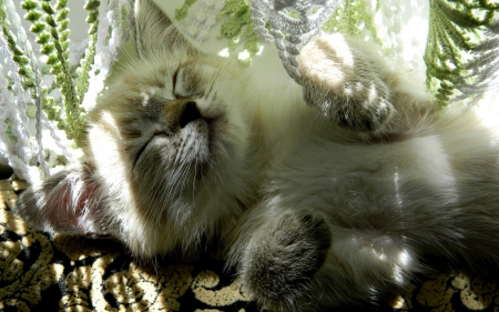 Cat - sleeping, beauty, cat face, hat, animals, sleepy, paws, face, pretty, cute, cat, kitty, lovely, kitten, cats, beautiful, sweet