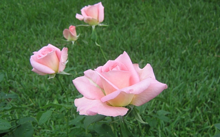 4 Pretty Pink Roses - four, outside, roses, pink