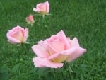 4 Pretty Pink Roses