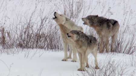 howling for peace - wolfrunning, snow, dog, mythical, the pack, wisdom beautiful, grey wolf, timber, canis lupus, abstract, spirit, friendship, howling, grey, white, nature, arctic, wallpaper, majestic, wolf, canine, pack, wild animal black, wolf wallpaper, winter, wolf pack, quotes, howl, wolves, black, lobo, lone wolf, solitude