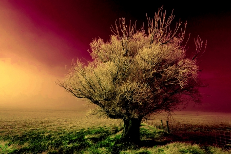 LONELY TREE - winter, snow, photoshop, field, tree, sky