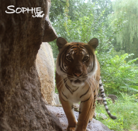 beautiful tiger - tiger, zoo, jungle, beautiful