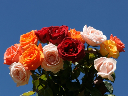 Red,Pink,Orange,Roses Outside in the Sunlight - red, roses, pink, sunlight, orange