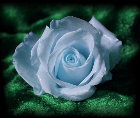 Blue Rose  - NATURE, BEAUTY, BLUE, FLOWERS