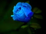 Blue Rose 