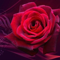  ~âœ¿~Velvet Romance in Red and Purple~âœ¿~  Dedicated to HopelessRomantic