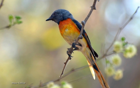 *** Swallow *** - swallow, animal, animals, bird