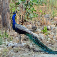 *** Beautiful peacock ***