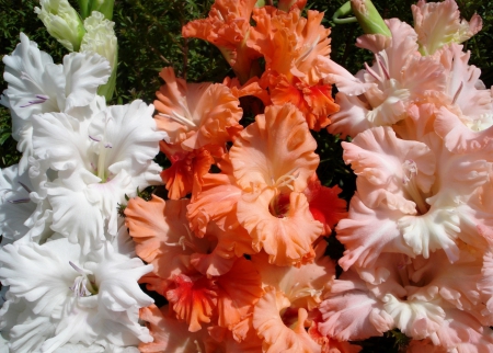 *** Gladioli *** - flowers, flower, nature, gladioli