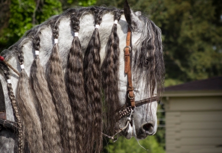 *** Horse hair *** - animal, horse, animals, hair