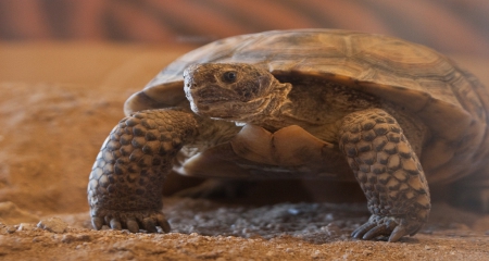 Mojave Desert, Desert Tortoise - mouth, tortoise, desert, legs, eyes, shell, ground, animal, mojave