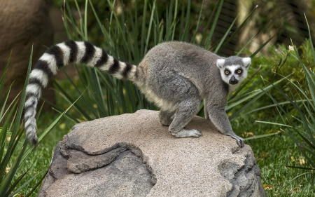 *** Lemur *** - forest, animal, animals, lemur