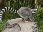 *** Lemur ***