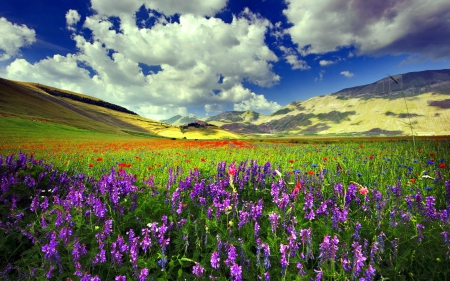 Mountain flowers - nice, sky, landscape, mountain, hills, colorful, field, meadow, lovely, nature, pretty, beautiful, clouyds, flowers, grass, wildflowers