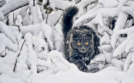 Cat - furry, SNOW, animal, winter, Cat, CUTE