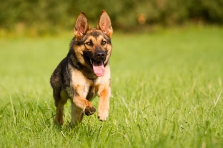 German Shepherd - running, lawn, grass, watchdog