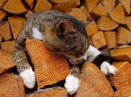 sleeping cat near fireplace - fireplace, sleeping, cat, animals