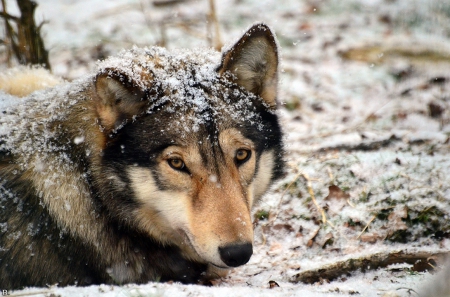 wolf - wolfrunning, snow, dog, mythical, the pack, wisdom beautiful, grey wolf, timber, canis lupus, abstract, spirit, friendship, howling, grey, white, nature, arctic, wallpaper, majestic, wolf, canine, pack, wild animal black, wolf wallpaper, winter, wolf pack, quotes, howl, wolves, black, lobo, lone wolf, solitude