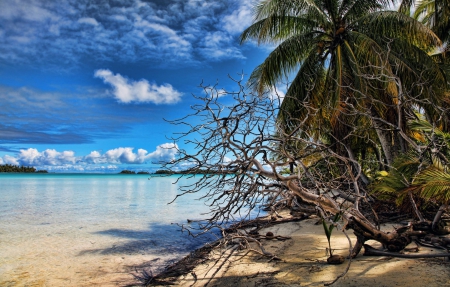 Rangiroa, South Pacific - Tropical Island - lagoon, blue, beach, island, french, polynesia, sand, south pacific, atoll, exotic, palm trees, paradise, sea, rangiroa, tuamotus, ocean, islands, tropical