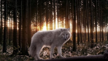 white wolf - wolves, white, lone wolf, timber, lobo, wild animal black, majestic, wallpaper, quotes, nature, wolf, snow, canine, arctic, solitude, howling, howl, wolf pack, wolf wallpaper, wisdom beautiful, black, grey wolf, pack, spirit, grey, dog, mythical, canis lupus, winter, abstract, wolfrunning, friendship, the pack