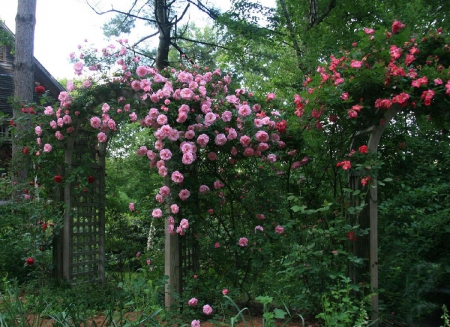 Pink Rose Garden - flowers, nature, pink rose, garden