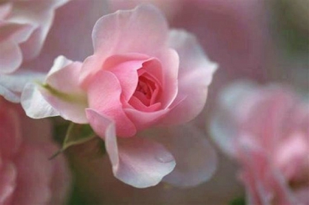 beautiful pink garden rose - nature, pink rose, flowers, garden