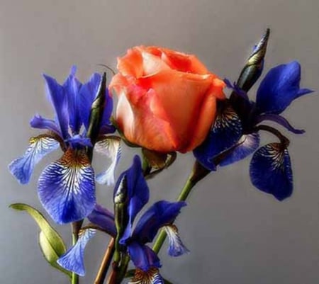 Flowers Bouquet - flowers, nature, blue, iris, rose, bouquet