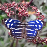 Butterfly on the Flowers