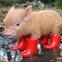 PIGLET WITH BOOTS