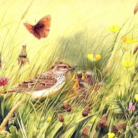 SPARROWS  IN SPRING