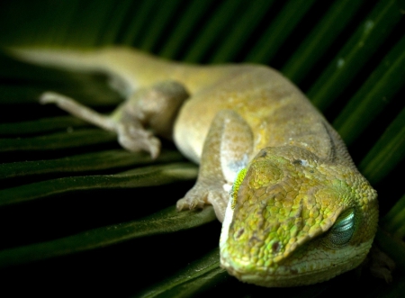 Sleeping Lizard - dark, night, summer, lizard, sleepy, cute