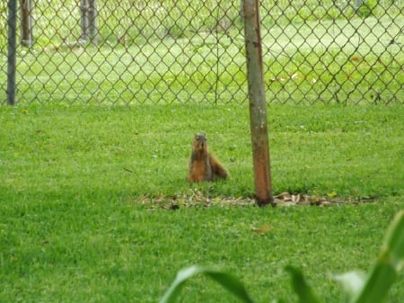 Squirrel Eat Peanut - nature, summer, cute, outdoor, squirrel