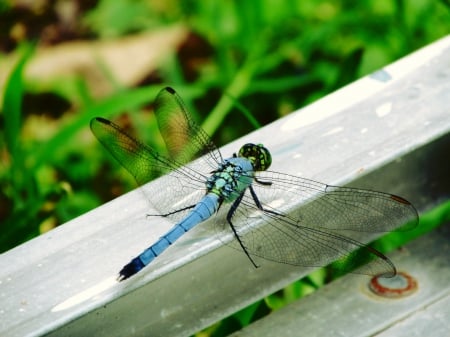 Dragonfly on Ladder - pretty, cute, summer, dragonfly