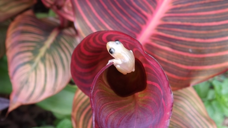 White Frog - pretty, cute, summer, frog