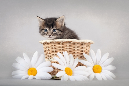 *** Kitten *** - cats, animal, animals, kitten