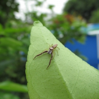 Jumper Spider