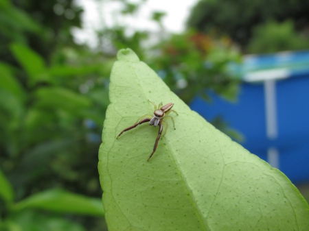 Jumper Spider - pretty, cute, nature, creepy