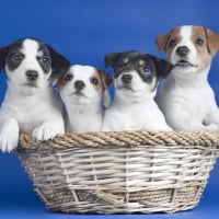 *** Basket of dogs ***