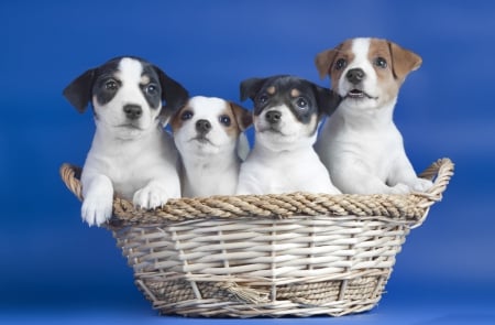 *** Basket of dogs *** - animal, animals, dogs, dog