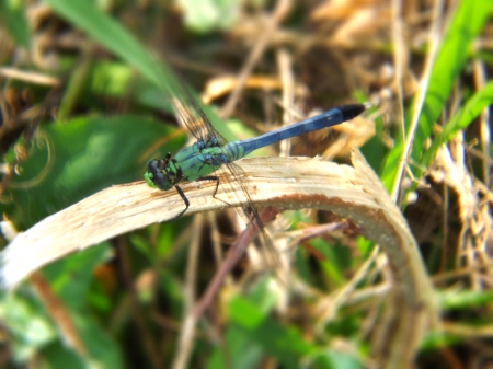 Blue Dragonfly - pretty, dragonfly, animals, summer, grass, outdoor, cute