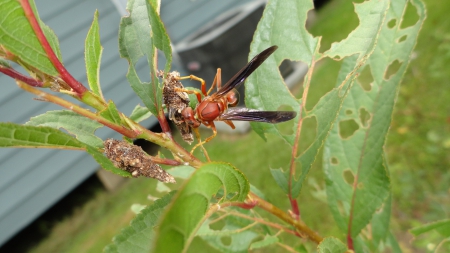 Wasp Eat Worm