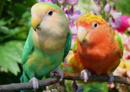 *** Parrots *** - parrots, birds, animal, animals