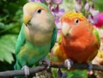 *** Parrots ***