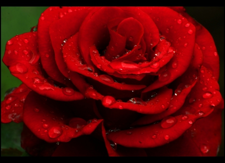 Drops of Love - love, nature, red, rose, drops, flower