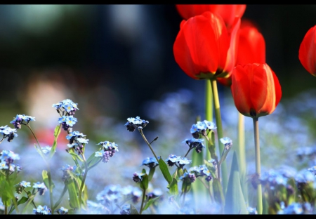 Fading Colors - flowers, red, nature, tulips