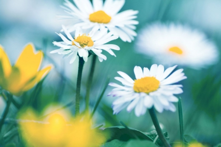 Welcome Spring - flowers, field, daisies, pure, nature