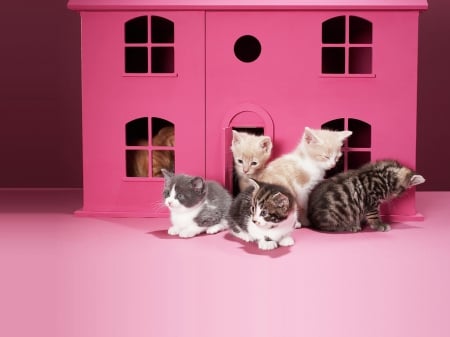 Pink House - pretty, house, kawaii, beautiful, beauty, lovely, pink, sweet, cat, animal, kitten, cute, adorable, nice, kitty