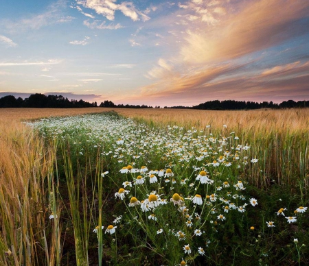 mother nature - sky, flowers, fields, nature, sun, grass