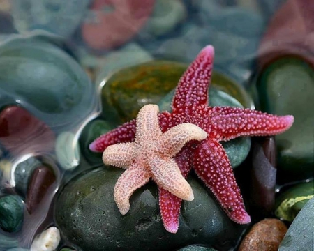 Starfishes - starfish, water, beautiful, red, pink, stones, rocks