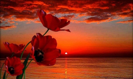 Poppies Sunset - nature, sunset, poppies, sea